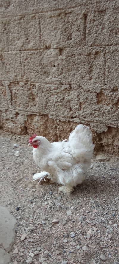 white heavy buff for sale . male and female available