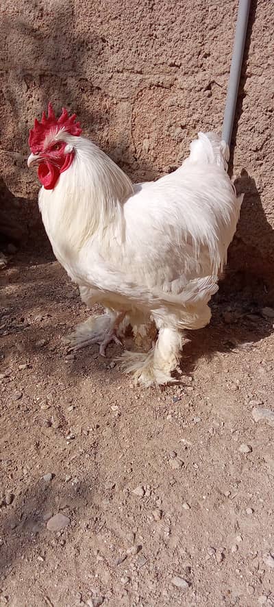 white heavy buff for sale . male available ( per piece)