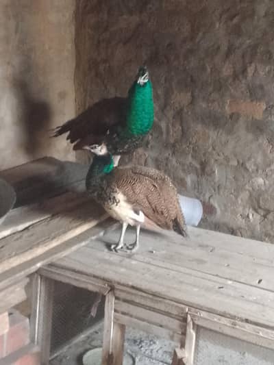 2:Peacock males sell at reasonable price