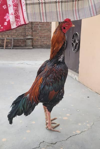 Pure Aseel Mianwali /Turkish Cross/lakha/hen /Murga/quality aseel