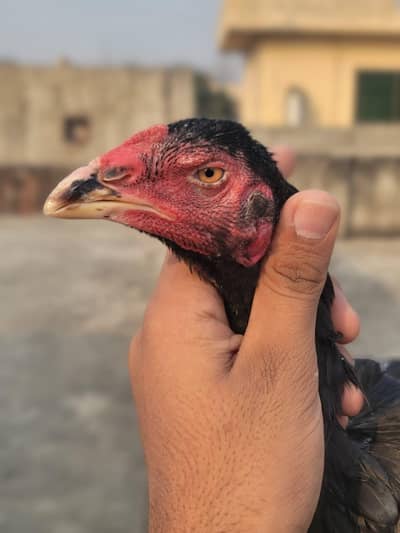 Pakistani Aseel | old bloodline Female | Aseel hen | Madi for sale