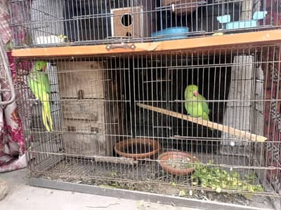 breeder pair for sale