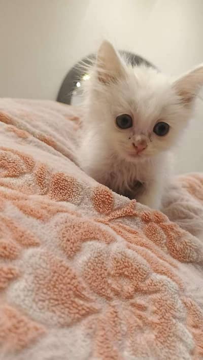 white and brown kitten