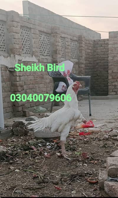 pure kandhari paper white