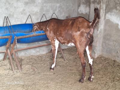bakri / Beetal Goat /Pregnant Goat /Bakri / Bakry /gaban bakri | goat