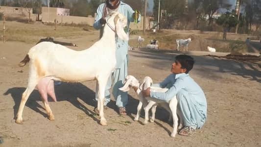 dasi bkri for sale urgent  krni he 2 bacho KY sath call me 03460423873