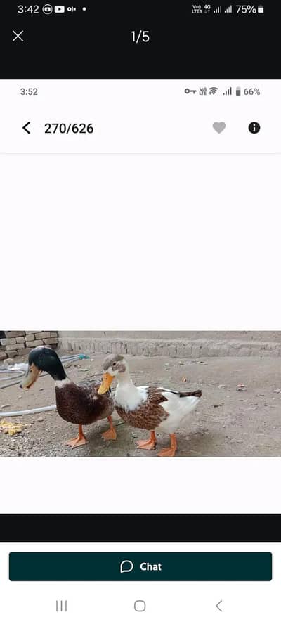 15 (20 )دیسی بطخ کا 1یک جوڑا کی قمیت  ہے بطخ کی تعداد