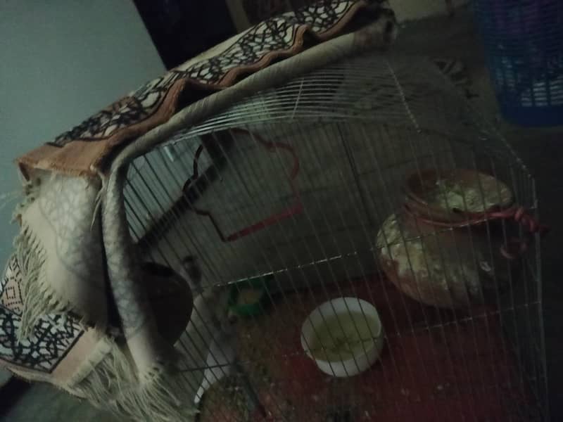 Java Finches 3x Each 0