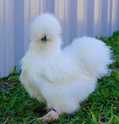 Silkie Male Five fingers