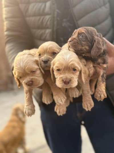 American cocker spaniel puppies for sale DOB 24-Nov