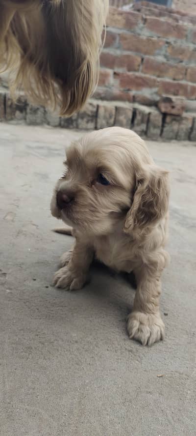American cocker spaniel puppies for sale DOB 24-Nov