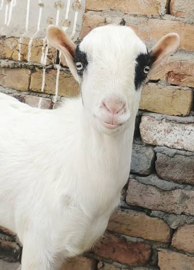 beautiful gulabi tedda