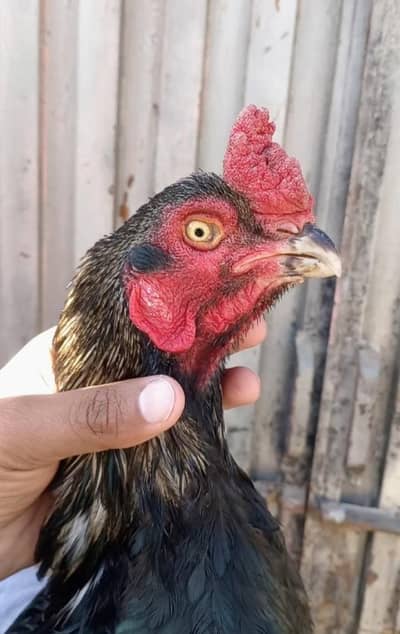 High Quality lasani mirthi cross