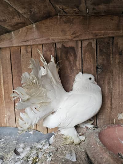 Singapori Breeder Male