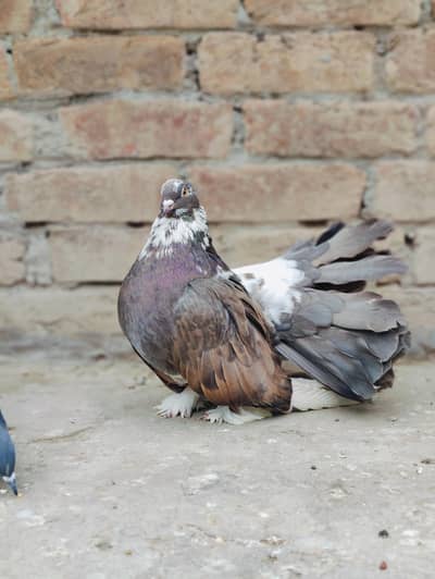 American breeder female