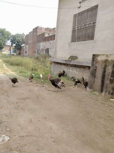 turkey breder set 1 male 2 female