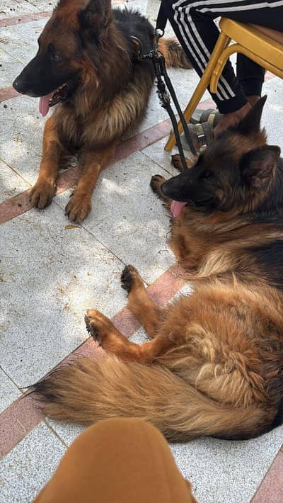 Pair long coat German Shepherd pair with striking black masks