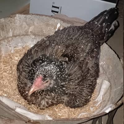 Kurak Aseel Madi for sale. Whap: 03157330866