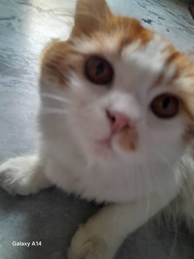 Very cute and lovely