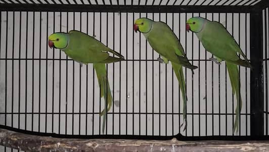 Breeder Male talking on mood 0321.7242445 call