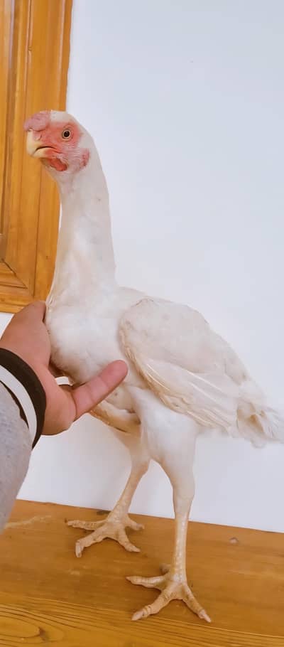 indian parrot beak/ parrot beak hen/ hen