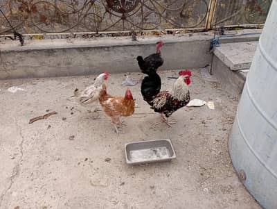 1 murgha 4 murghiyan