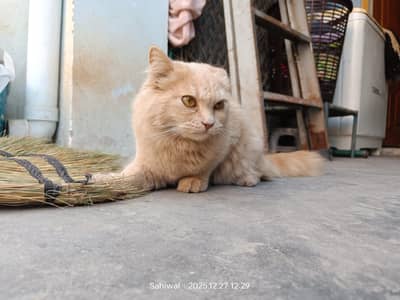 Persian Cat 