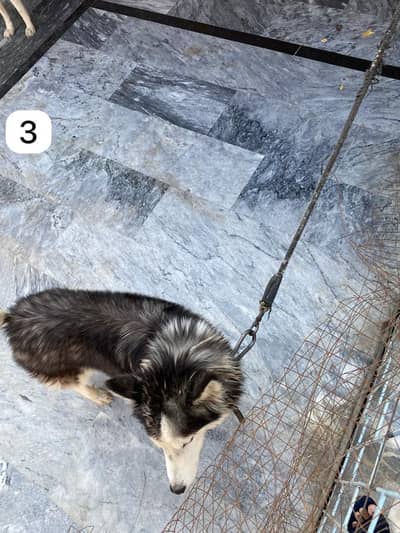 Pure Breed Siberian Husky Blue eyed 2 Females Breeding Mothers