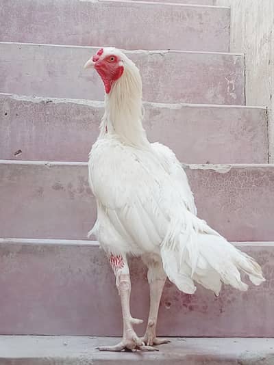 mianwali heera aseel murga only