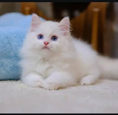 Persian cat 2 month age My WhatsApp number 0301=35=64.795for sale