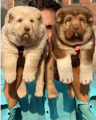 Alabai dog | Kurdish kangal | Afghan Kochi Pair |security dog for sal