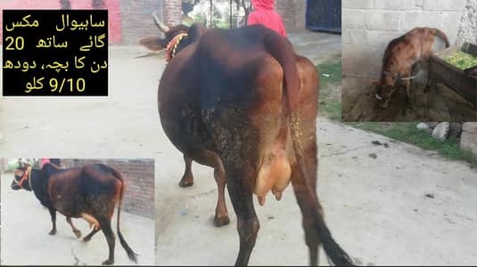 Sahiwal Mix Cow with 20 days Male Baby, Milk 9/10 kg | cow for Sale