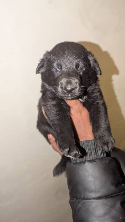 German Shepherd Puppies | GSD | Double , Triple , Long Coat Puppies