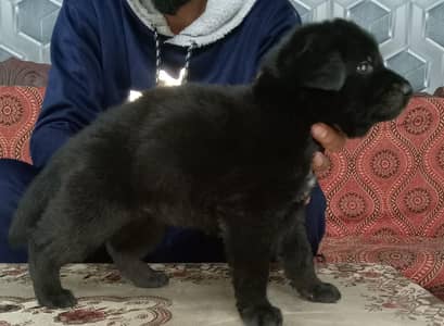German Shepherd Puppies | GSD | Double , Triple , Long Coat Puppies