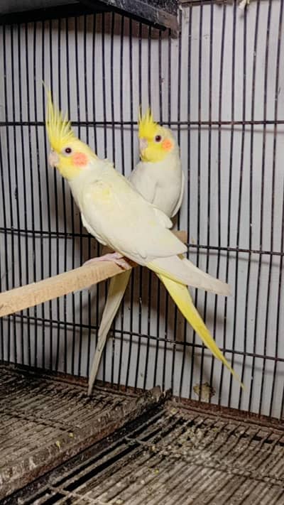 breeder pair urgent sale contact 03065482407