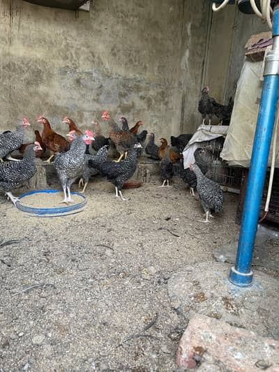 healty and active pairs