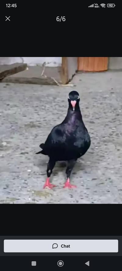 only serious buyers. not burger  buyers