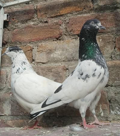 2 breeder pair