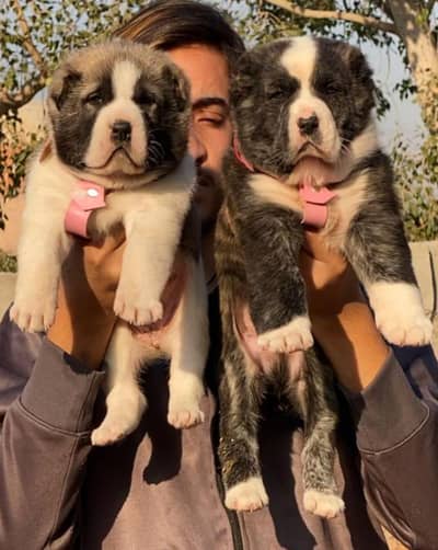 Alabai dog | Kurdish kangal | Afghan Kochi Pair |security dog for sal