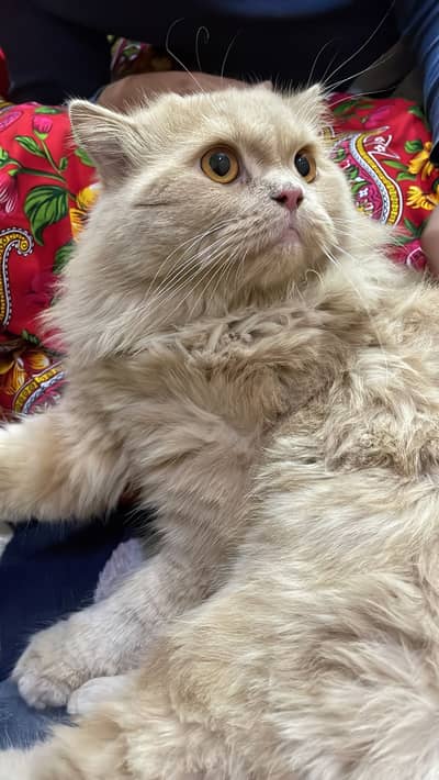 Persian cat for sale