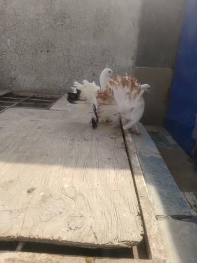 red and white tale laca pair