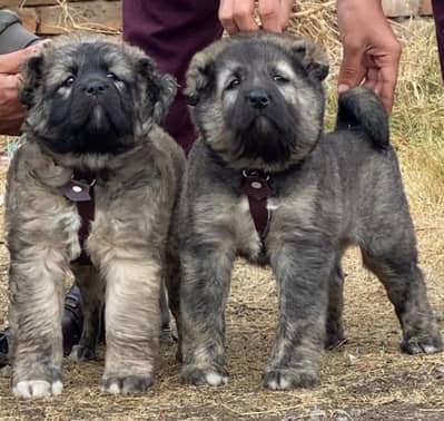 Alabai dog | Kurdish kangal | Afghan Kochi Pair |security dog for sal