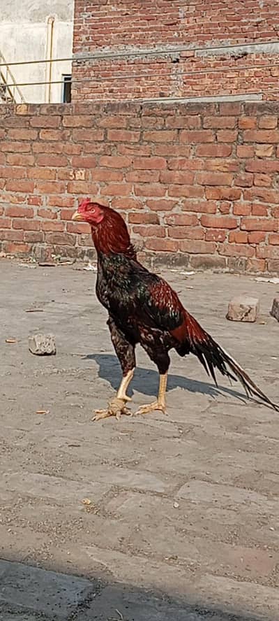 Aseel Murgha for sell