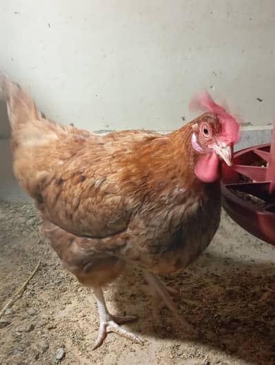 Austrolap and Golden  Misri