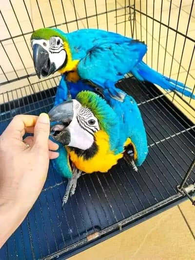 blue macaw parrot 5 month eage connect number 0311-6035-589