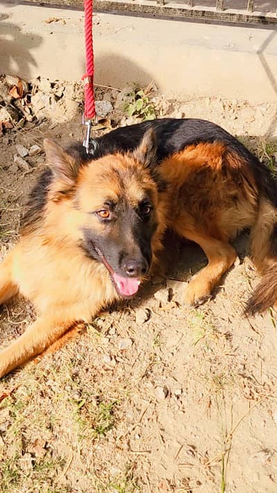 German shepherd ghar ka