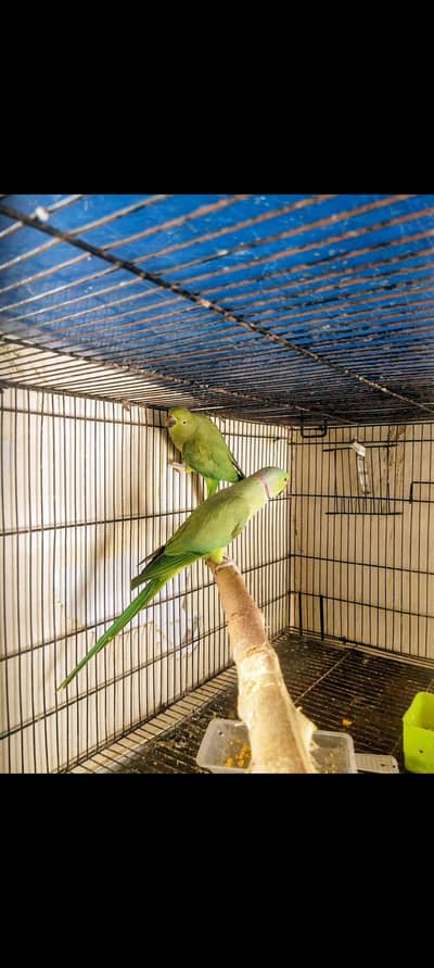 green parrots breeder pair read add plz