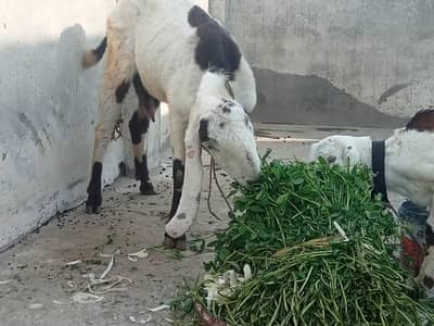 desi ablak Goat with baby female