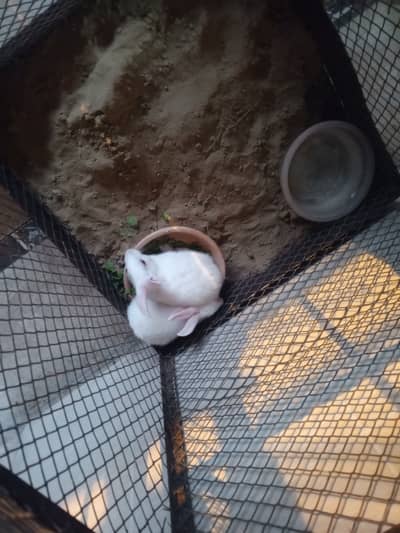 Rabbits for sale