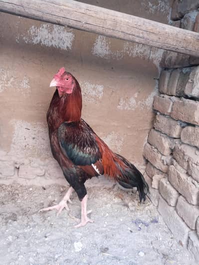 Breeding Aseet set of 4